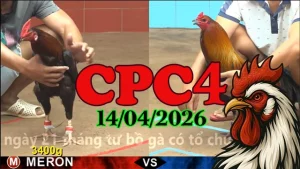 Xem Lại Full Video Đá Gà Thomo CPC4 Ngày 14042026