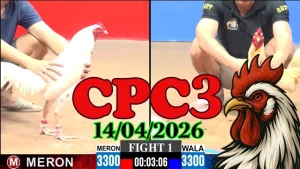 Xem Lại Video Clip Đá Gà Trực Tiếp Thomo CPC3 Ngày 14042026