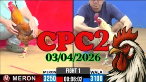 Xem clip đá gà CPC2 trực tiếp ngày 03042026