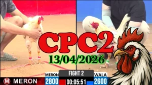 Xem clip đá gà trực tiếp CPC2 hôm nay 13042026