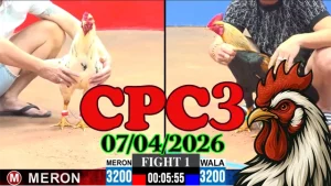 Xem lại clip đá gà Thomo CPC3 hôm nay 07042026