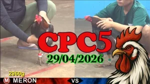 Xem lại đá gà thomo CPC5 ngày 29042026
