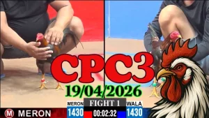 Xem lại tổng hợp đá gà Thomo CPC3 ngày 19042026