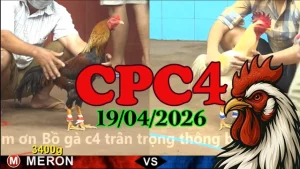 Xem lại tổng hợp đá gà Thomo CPC4 ngày 19042026
