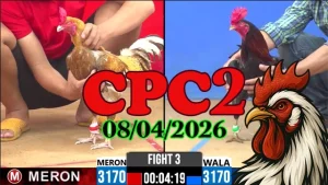 Xem lại video đá gà Thomo CPC2 ngày 08042026