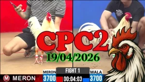Xem lại video đá gà trực tiếp CPC2 ngày 19042026