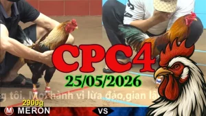 Clip Đá Gà Thomo CPC4 Ngày 25052026