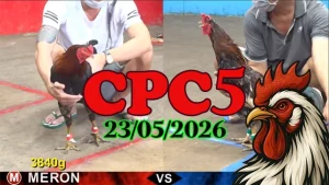 Clip Đá Gà Thomo CPC5 Ngày 23052026