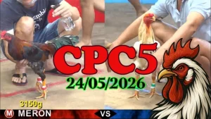 Clip Đá Gà Thomo CPC5 Ngày 24052026