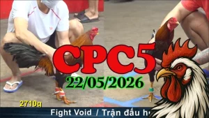 Clip đá gà CPC5 ngày 22052026 xem lại nhanh