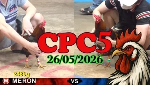 Clip đá gà CPC5 trực tiếp ngày 26052026