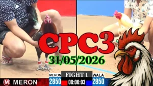Clip đá gà Thomo CPC3 ngày 31052026