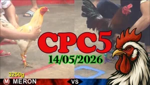 Clip đá gà thomo CPC5 hôm nay 14052026
