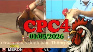Full clip phát lại đá gà trực tiếp CPC4 ngày 01052026