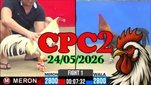 Link Clip Đá Gà Thomo CPC2 Ngày 24052026