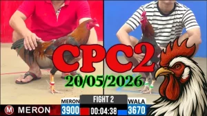 Tổng hợp video đá gà thomo CPC2 ngày 20052026