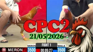 Tổng hợp video đá gà thomo CPC2 ngày 21052026