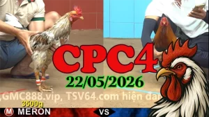 Tổng hợp video đá gà thomo CPC4 ngày 22052026