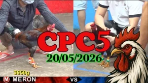 Tổng hợp video đá gà thomo CPC5 ngày 20052026