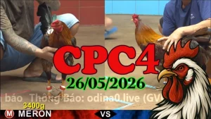 Video Clip đá gà thomo CPC4 ngày 26052026