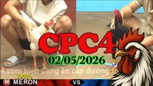 Video Clip đá gà trực tiếp CPC4 ngày 02052026