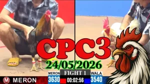 Video Đá Gà Thomo CPC3 Ngày 24052026