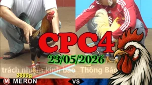 Video Đá Gà Thomo CPC4 Ngày 23052026