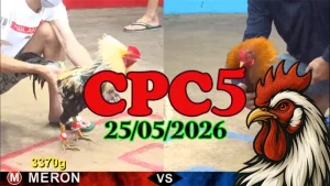 Video Đá Gà Thomo CPC5 Ngày 25052026 Uy Tín