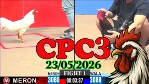 Video Đá Gà Trực Tiếp CPC3 Ngày 23052026