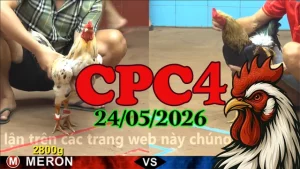 Video Đá Gà Trực Tiếp CPC4 Ngày 24052026