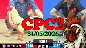 Video đá gà Thomo CPC2 ngày 31052026