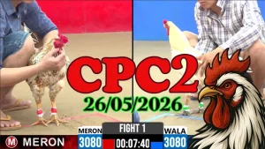 Video đá gà thomo CPC2 Ngày 26052026