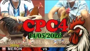 Video đá gà thomo CPC4 hôm nay 14052026
