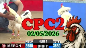 Video đá gà trực tiếp CPC2 ngày 02052026 hôm nay cực nét
