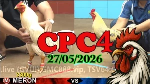 Xem lại clip đá gà Thomo CPC4 ngày 27052026
