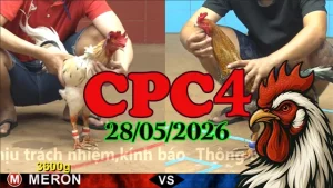 Xem lại clip đá gà Thomo CPC4 ngày 28052026
