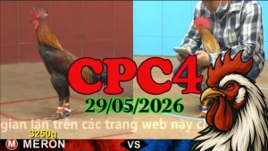 Xem lại clip đá gà Thomo CPC4 ngày 29052026