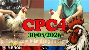 Xem lại clip đá gà Thomo CPC4 ngày 30052026