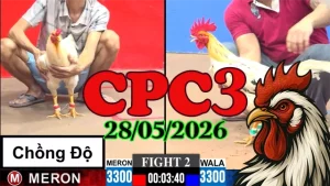 Xem lại clip đá gà trực tiếp CPC3 ngày 28052026