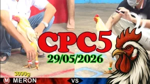Xem lại clip đá gà trực tiếp CPC5 ngày 29052026