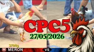 Xem lại video đá gà Thomo CPC5 ngày 27052026