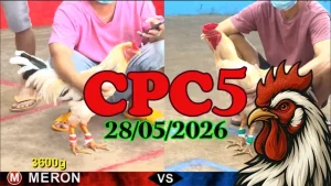 Xem lại video đá gà Thomo CPC5 ngày 28052026