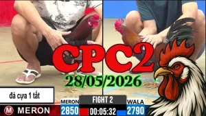 Xem lại video đá gà trực tiếp CPC2 ngày 28052026
