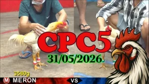 Xem lại video đá gà trực tiếp CPC5 ngày 31052026