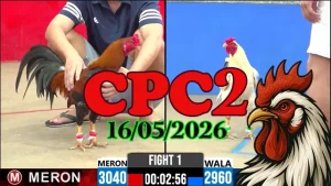 Xem ngay clip đá gà thomo CPC2 hôm nay 16052026