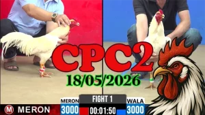 Xem ngay clip đá gà thomo CPC2 hôm nay 18052026