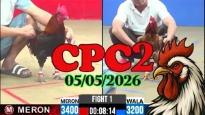 Xem ngay clip đá gà thomo CPC2 ngày 05052026