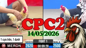 Xem ngay clip đá gà thomo CPC2 ngày 14052026