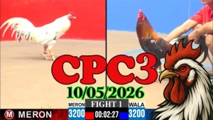 Xem ngay clip đá gà thomo CPC3 hôm nay 10052026