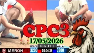 Xem ngay clip đá gà thomo CPC3 ngày 17052026 h